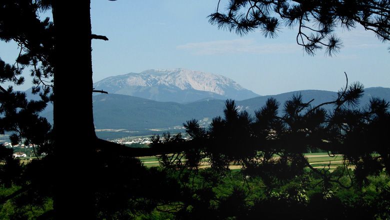Pohled na Schneeberg přes stromy, v popředí louky.