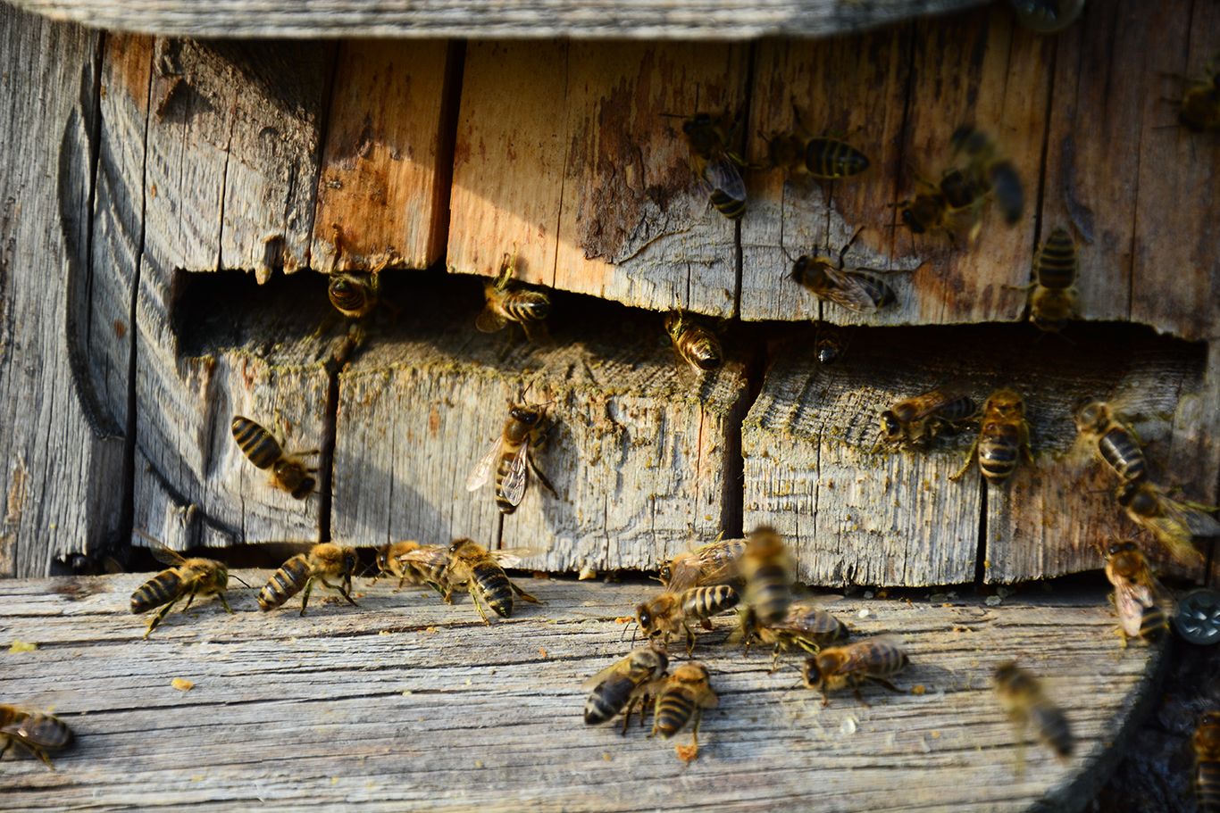 Včely na staré dřevěné desce s prasklinami.