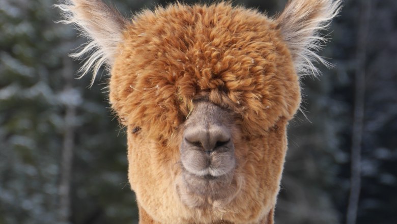 Alpaca, © Manada de Sana