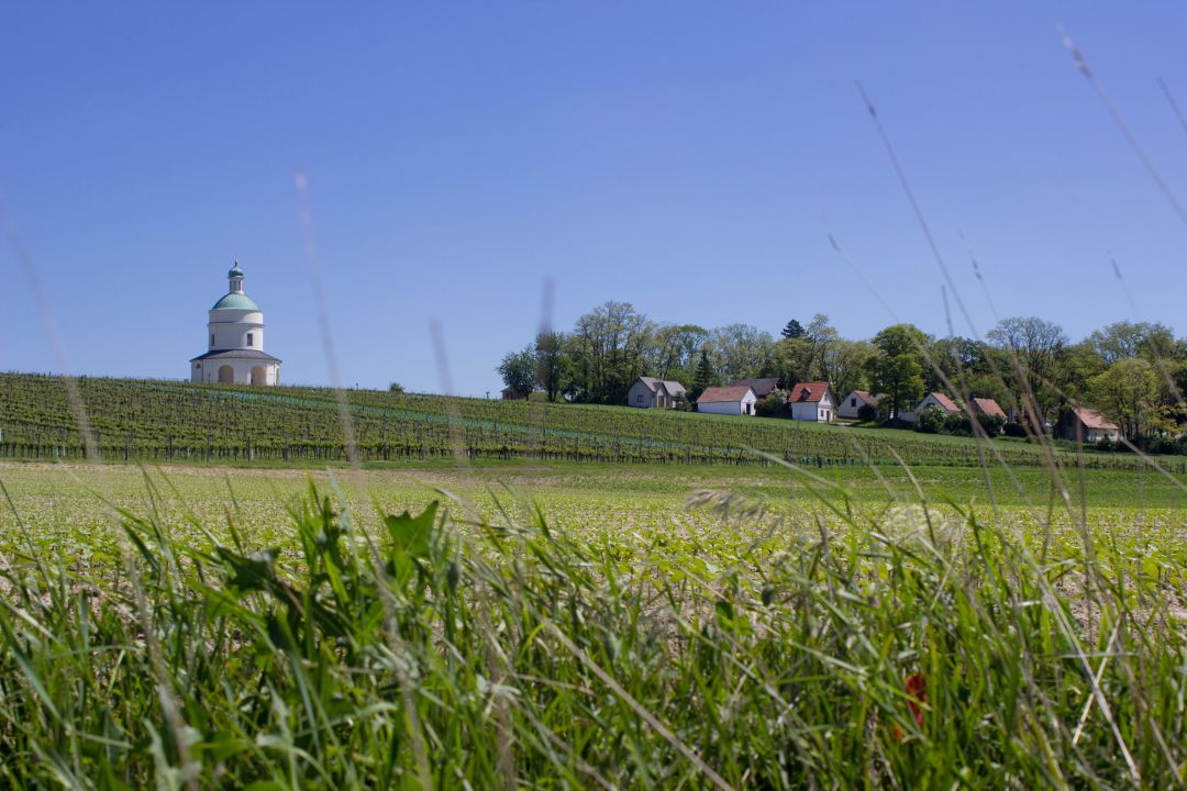 Krajina s kaplí, vinicemi a domy pod modrou oblohou.