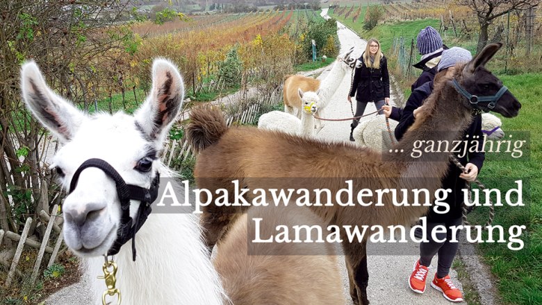 Alpaca experience in the Vienna Woods, &copy; (c) Karina P&ouml;schl