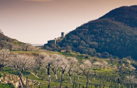 a Wachau se halí do šatů ze světle růžových květů meruněk. Vzhůru za ochutnávkou., © Andreas Hofer