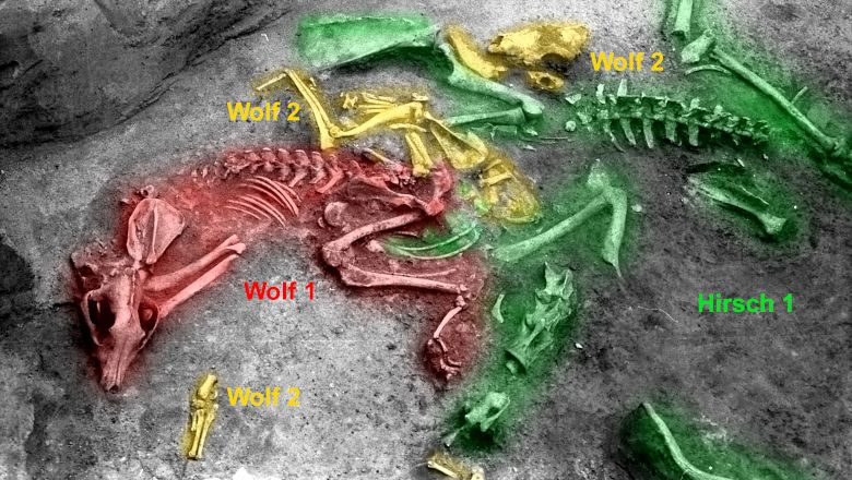 Archeologické vykopávky s barevně odlišenými kostrami dvou vlků a jelena.