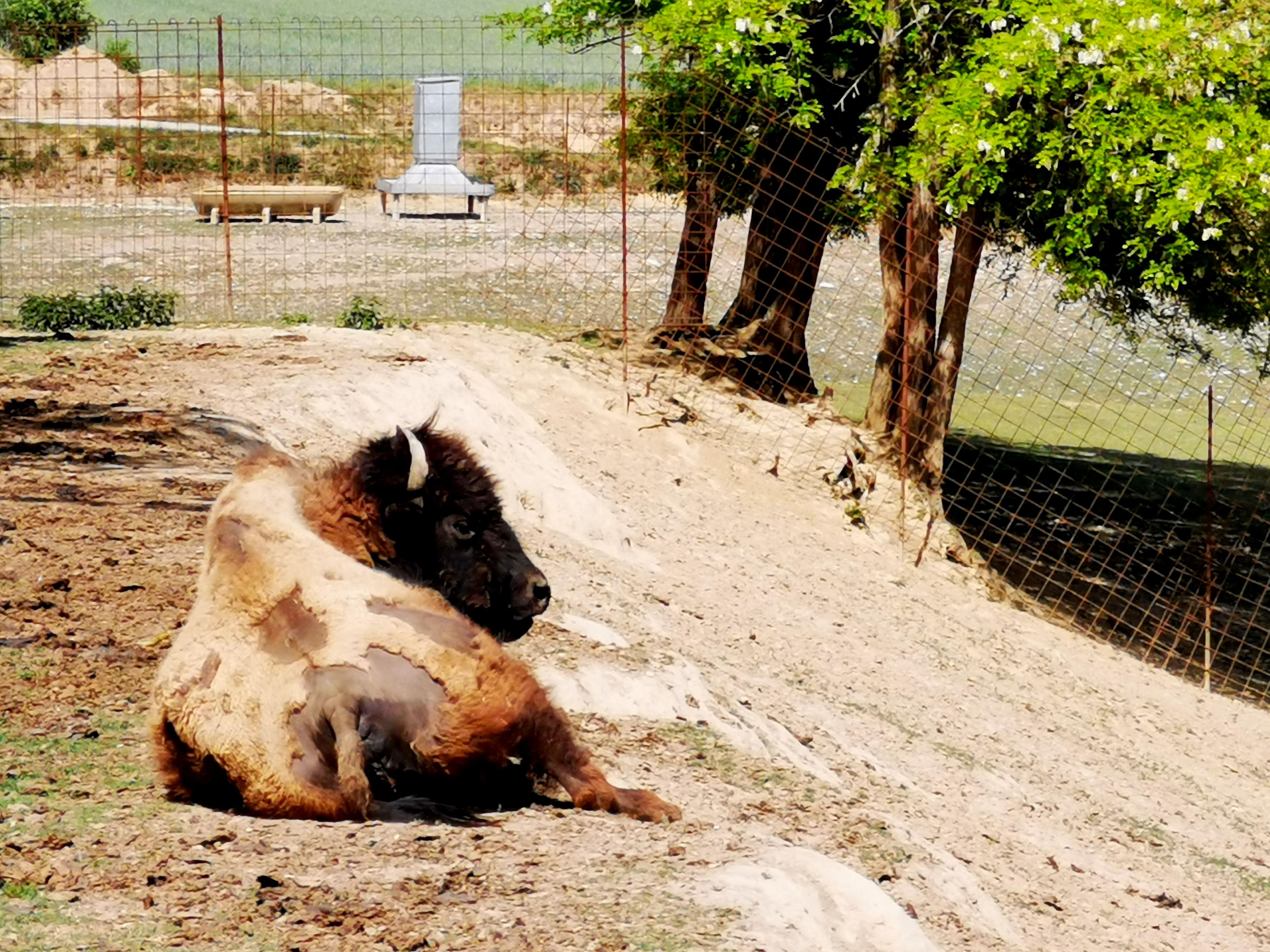 Zubr leží v ohradě na písčité zemi, obklopený plotem a stromy.