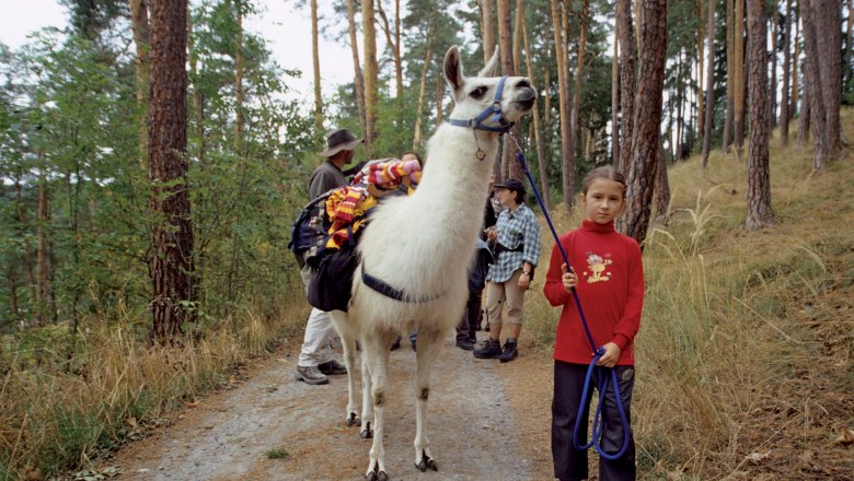 Na hřbetě lamy krajinou Waldviertelu, © JUFA Raabs