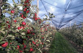 Apple growing Obsthof Sedelmaier, © Obsthof Sedelmaier