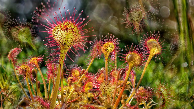 Sundew, &copy; Wolfgang Dolak