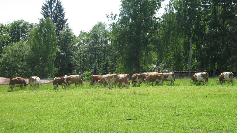 …a na této bio louce roste skvělá tráva!, © Biohof Hammerschmidt