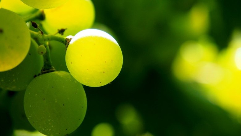 Vinařstv&iacute; Troyhof, &copy; Pixabay