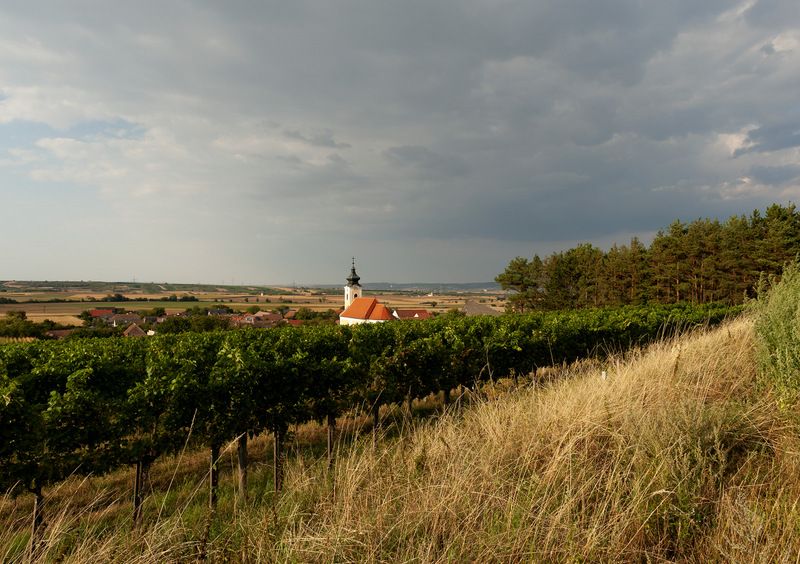 Krajina s kostelem, vinnou révou a zataženou oblohou.