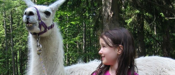 Pěší túra s lamou, © Naturparke Niederösterreich / Naturpark Hohe Wand