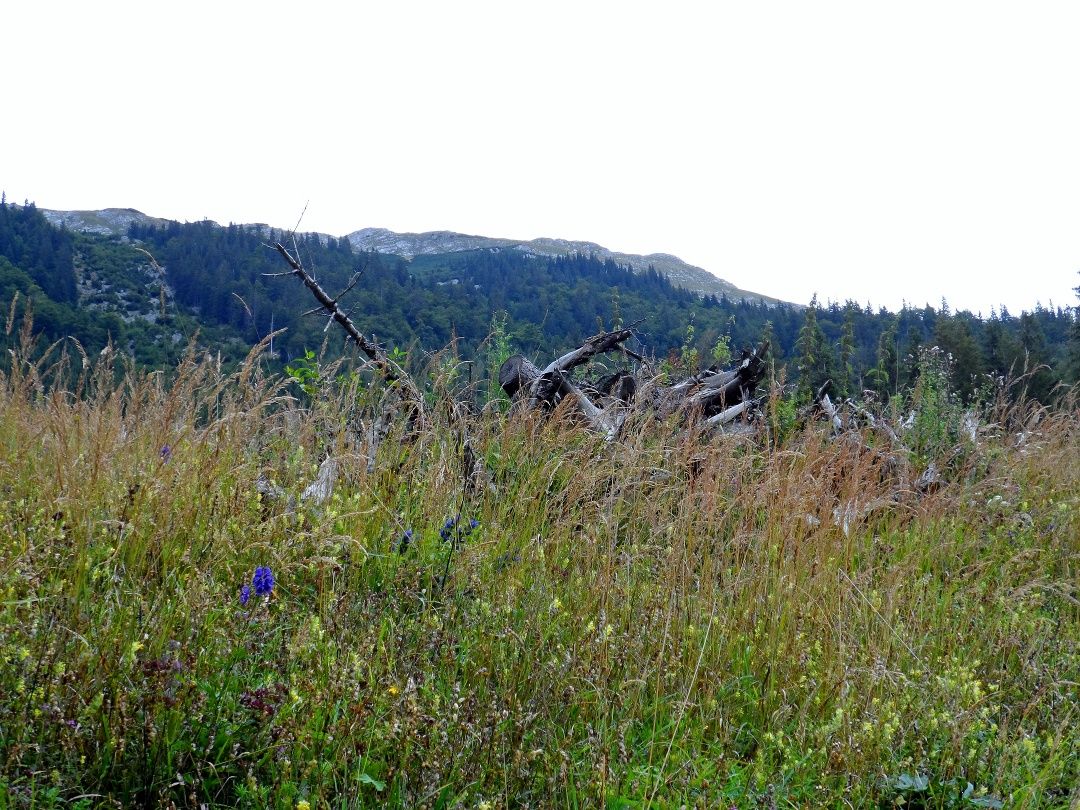 Přírodní park Ötscher-Tormäuer