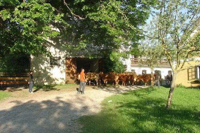Lidé ženou stádo krav do stodoly na farmě.