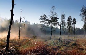 Nebelstimmung im Heidenreichsteiner Moor, © Wolfgang Dolak