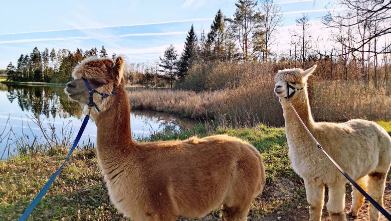 U rybn&iacute;ka s li&scaron;kami, &copy; Fuchsteich Alpakas