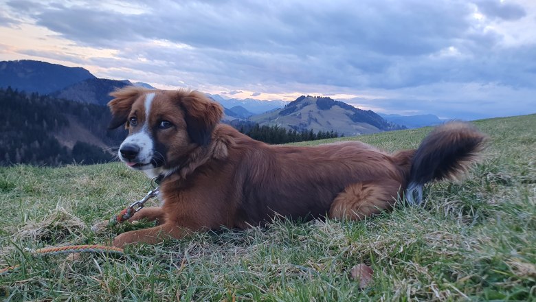 Organic farm MItterhirschberg, © Familie Schweighuber