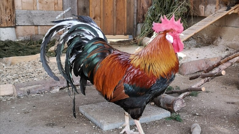 Mr. Friedl, © Friedlhof