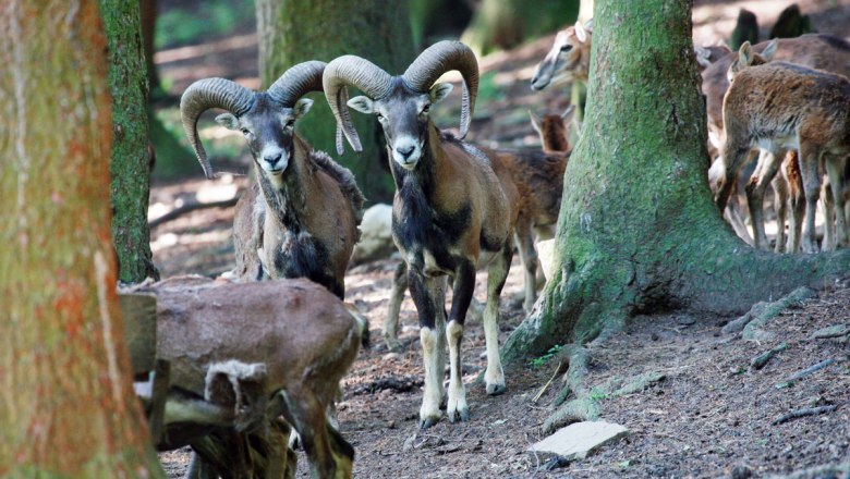 Obora v přírodním parku Sparbach, © Naturparke Niederösterreich/weinfranz.at