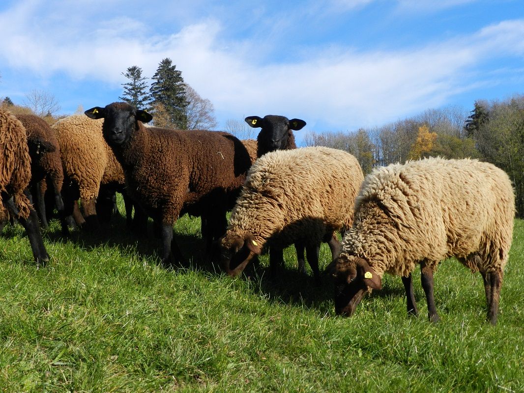 Ovce na farmě Poggau