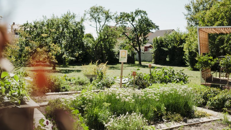 Self-picking beets and secateurs for guests, &copy; Nieder&ouml;sterreich Werbung/Michael Reidinger