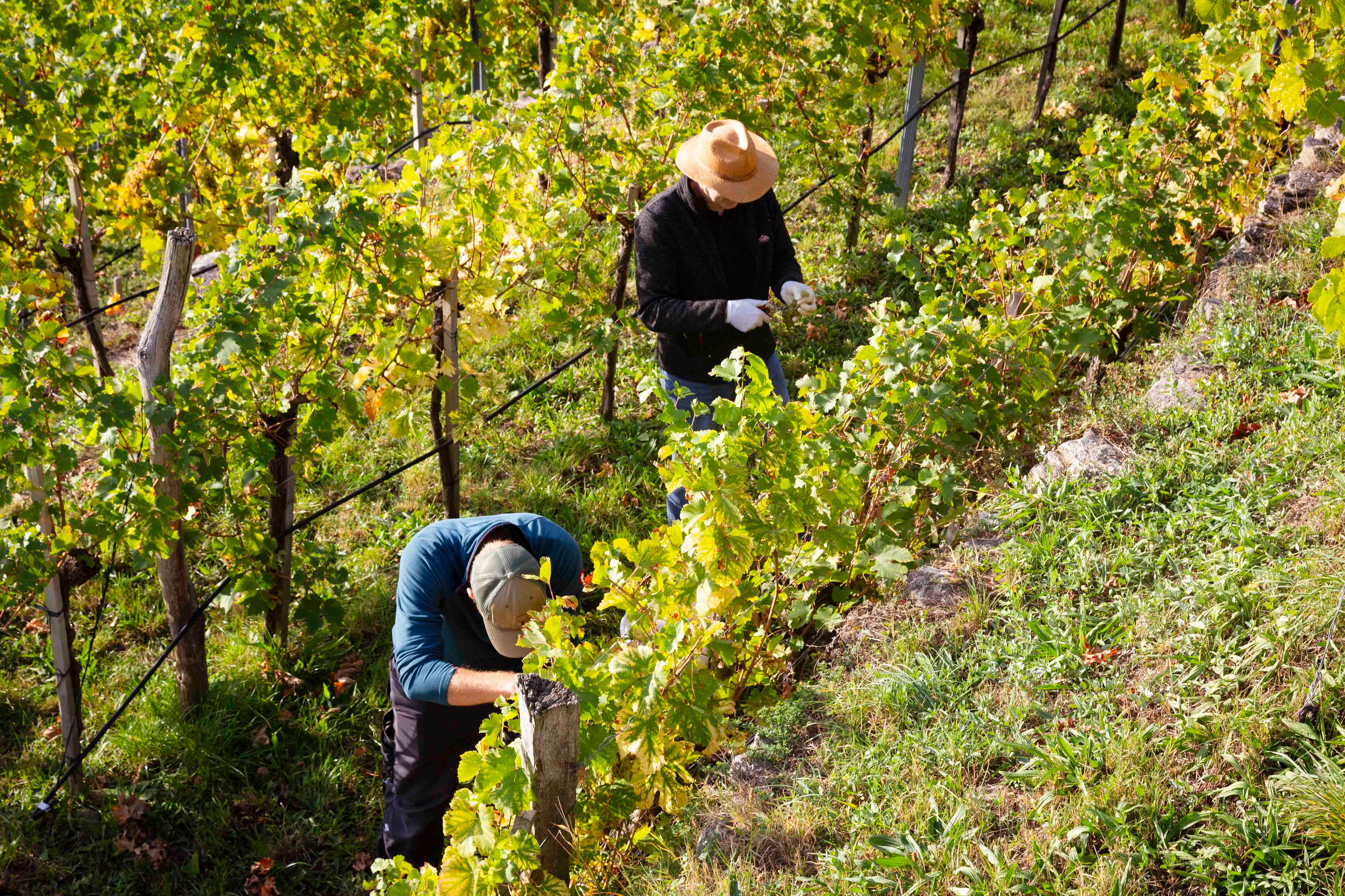 Sklizeň hroznů ve Wachau