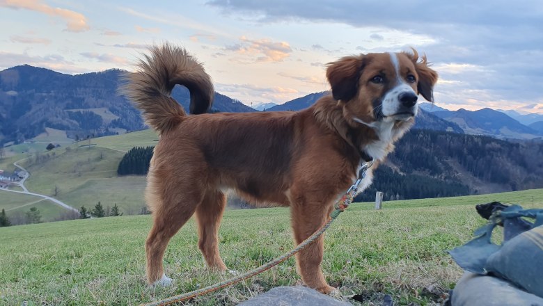 Dom&aacute;c&iacute; pes - Nico, &copy; Melanie Schweighuber