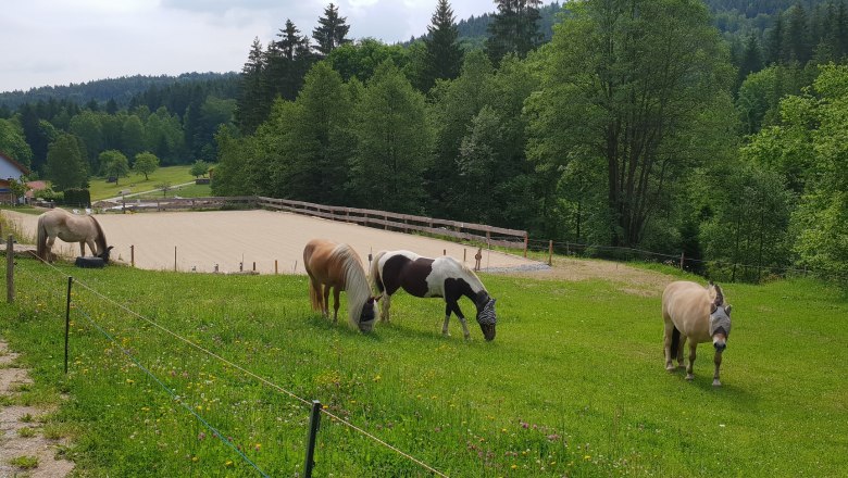 Kjelli's riding stable, &copy; Kjelli&acute;s Reiterhof