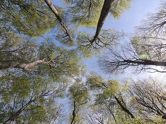 Soothing Vienna Woods, © buchenwald_cr_patricia-lechner_verkleinert