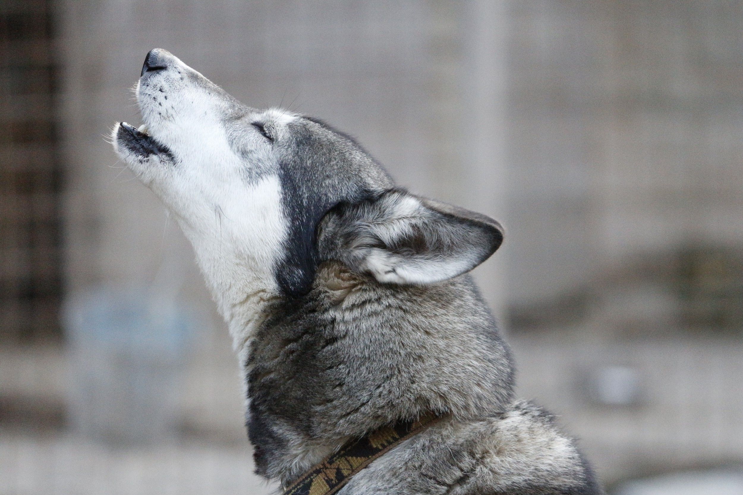 Husky s šedou srstí zavyje do vzduchu.