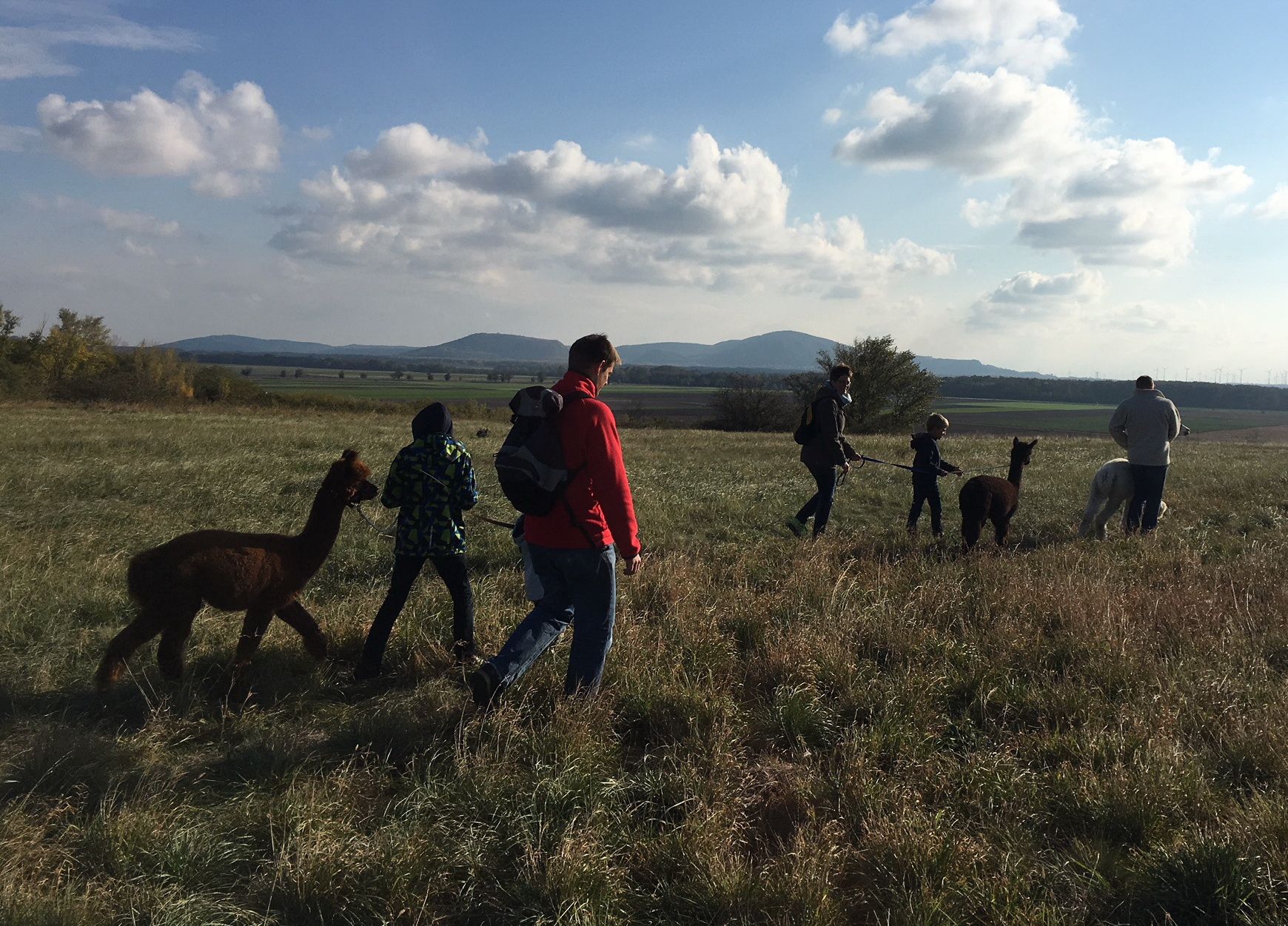 Lidé vodící alpaky po poli za slunečného počasí.