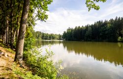 Ein ruhiger See spiegelt die üppige grüne Landschaft wider, während sanfte Wellen das Ufer umspielen. Die hohen Bäume entlang des Wassers laden zu einem entspannenden Spaziergang ein und schaffen eine harmonische Verbindung zur Natur.