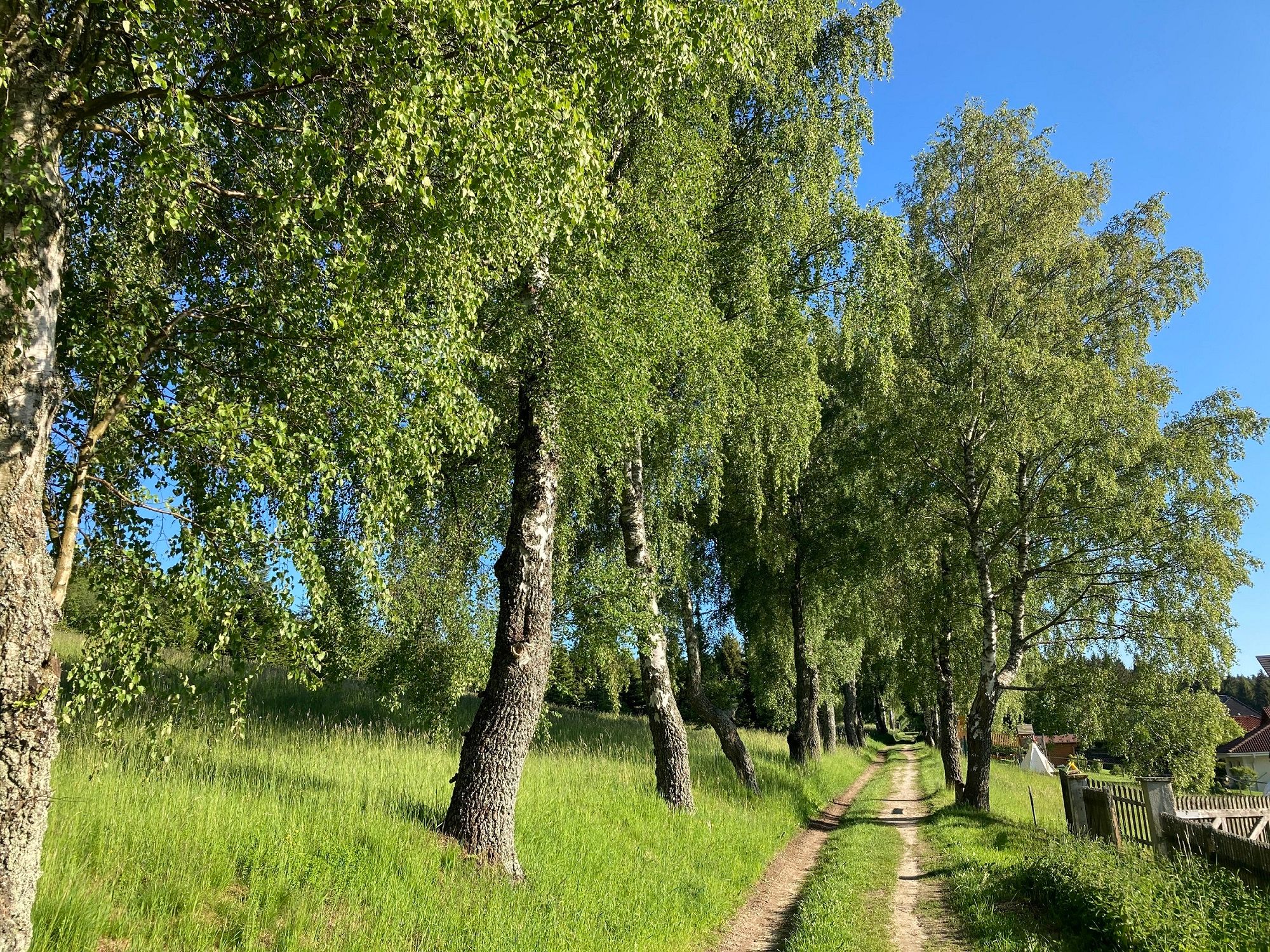 Úzká cesta vede alejí bříz obklopenou zelenou trávou. Obloha je jasná a modrá.