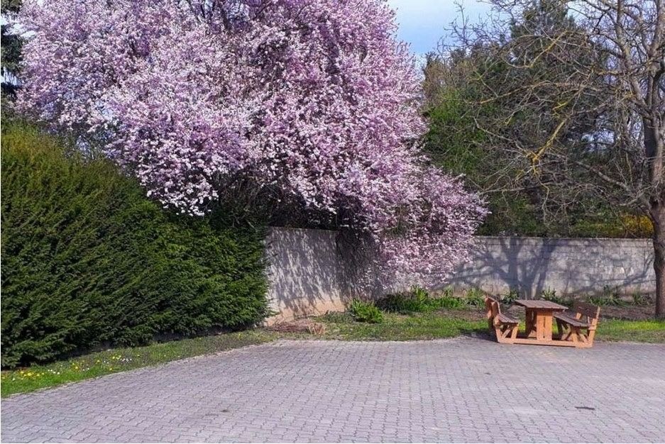 Rozkvetlý strom s růžovými květy vedle kamenné zdi a dřevěného posezení na dlážděném náměstí.