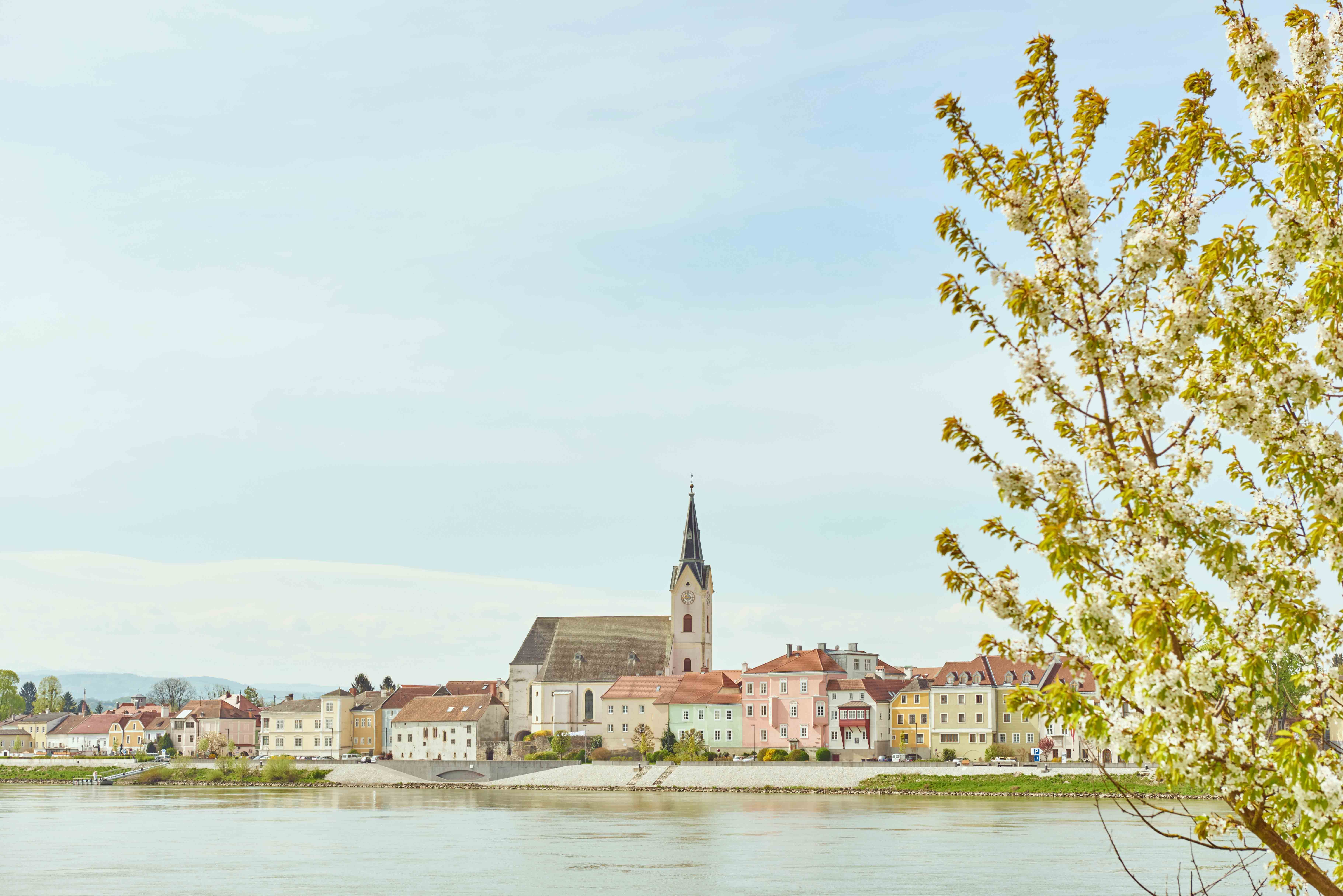 Pohled na obec Ybbs an der Donau s kvetoucím stromem v popředí.