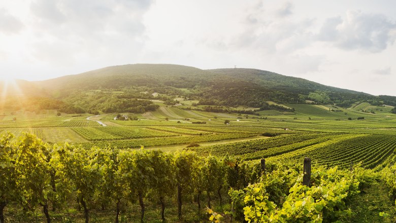 Lázeňský region Vídeňský les u Gumpoldskirchenu, © Niederösterreich-Werbung/ M. Liebert