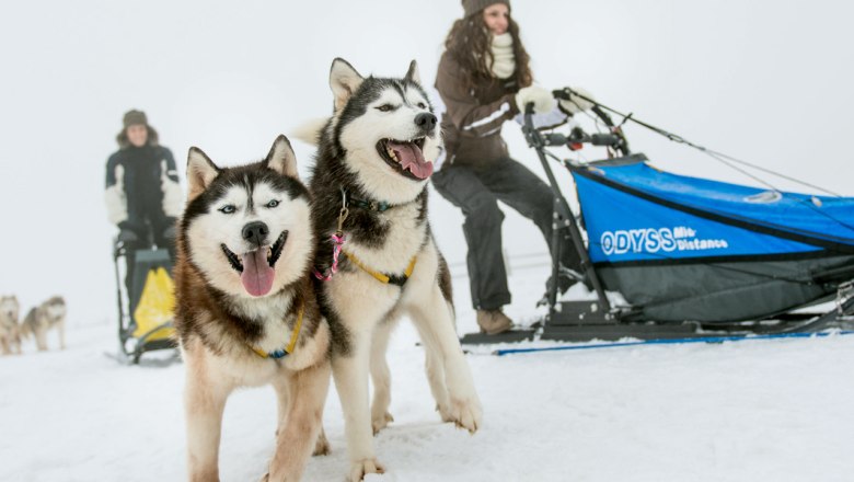 Huskies im Waldviertel, © Waldviertel Tourismus/ ishootpeople.com