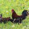 chickens-on-the-flower-meadow, © zVg Fam. Fallmann