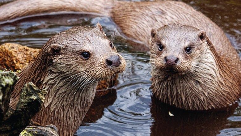 Pair of otters in the UnterWasserReich, &copy; UnterWasserReich