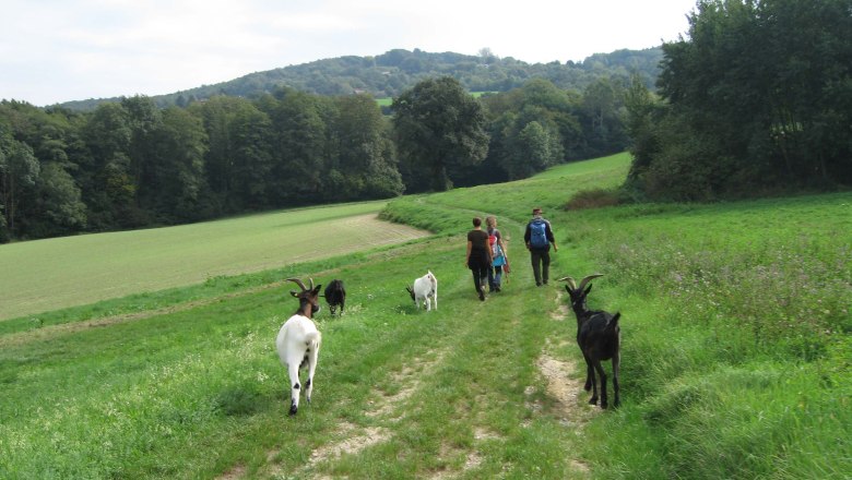 Goat hike, &copy; Die Gl&uuml;cksschmiede