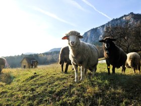 Schafe vor der Hohen Wand, © ©POV, Foto: Robert Herbst