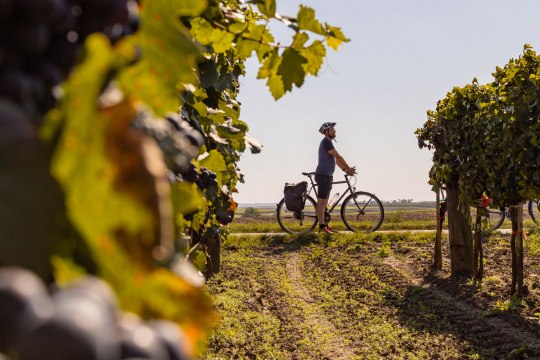vinařské jaro na kole., © Niederösterreich Werbung/Franziska Consolati