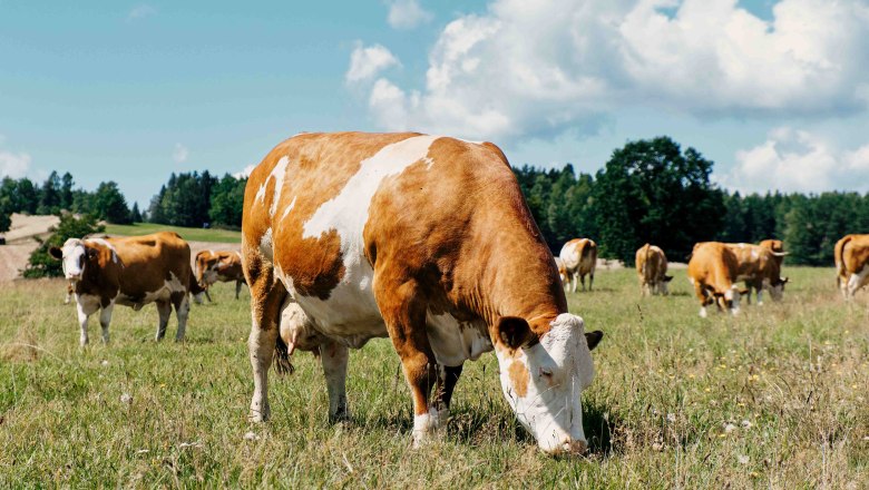 Our organic cows on the pasture, &copy; Biohof Hammerschmidt