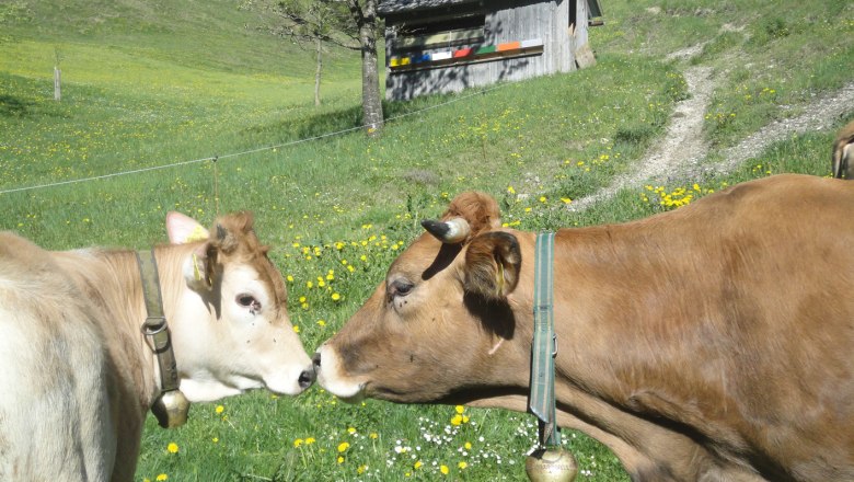 Krávy rakouského plemena Murbodner, © Bio-Bergbauernhof Lueg