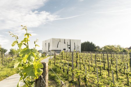 Vinná stezka Kamptal, © Niederösterreich-Werbung/ Robert Herbst