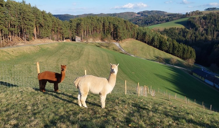 Bob, Dave & Zeus at the Leitenviertler Alpakahof, © Tanja Piribauer, Leitenviertler Alpakahof
