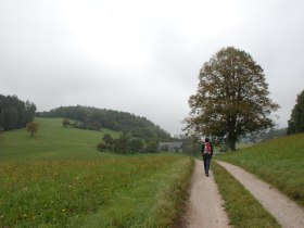&uuml;ber Wiesen in den H&ouml;fnergraben, &copy; Wienerwald