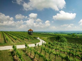 Turistick&aacute; stezka mezi vinicemi, v pozad&iacute; rozhledna