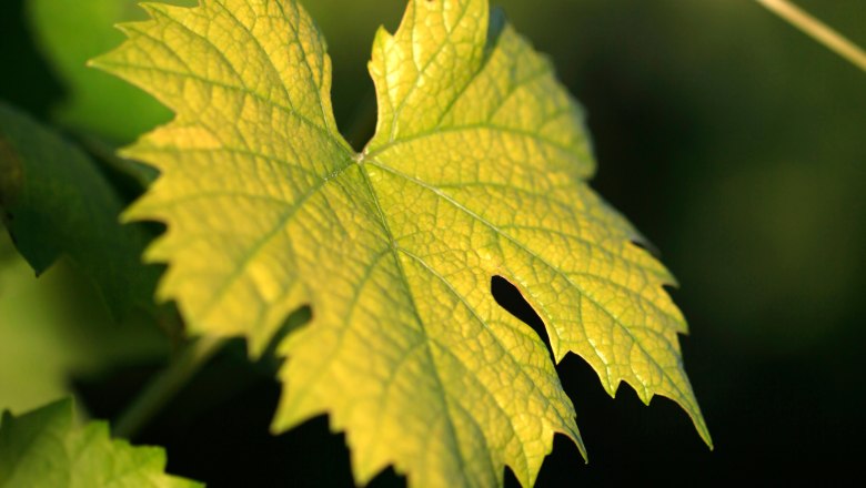 Vine leaves, © Weinviertel Tourismus / Christine Wurnig