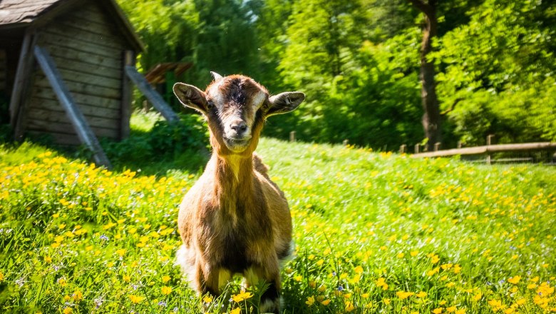 Ziege, © Die Hochriess-Distelberger GmbH & Co.KG Ziege, © Die Hochriess-Distelberger GmbH & Co.KG