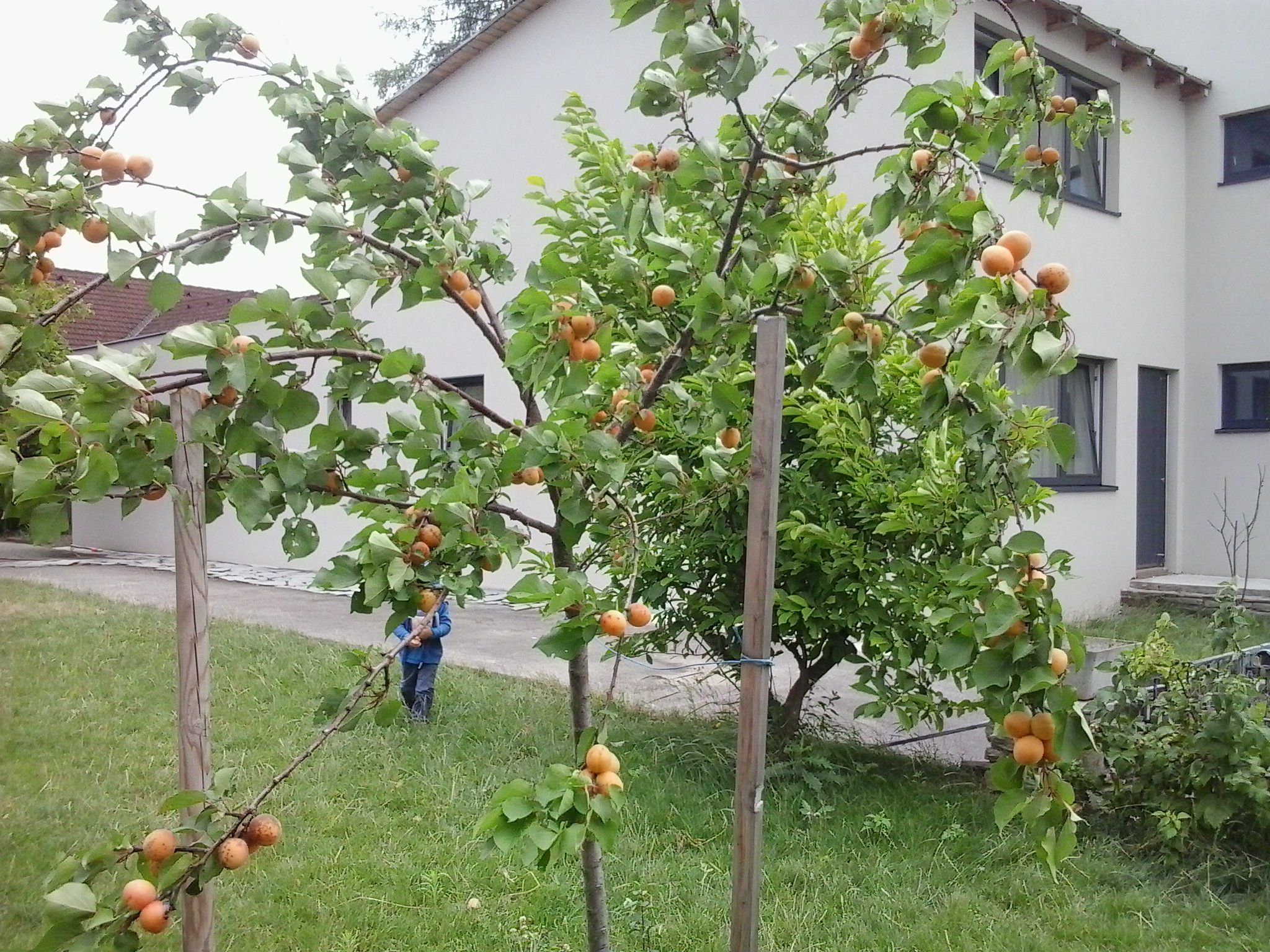 Zahrada s meruňkami před moderním domem.